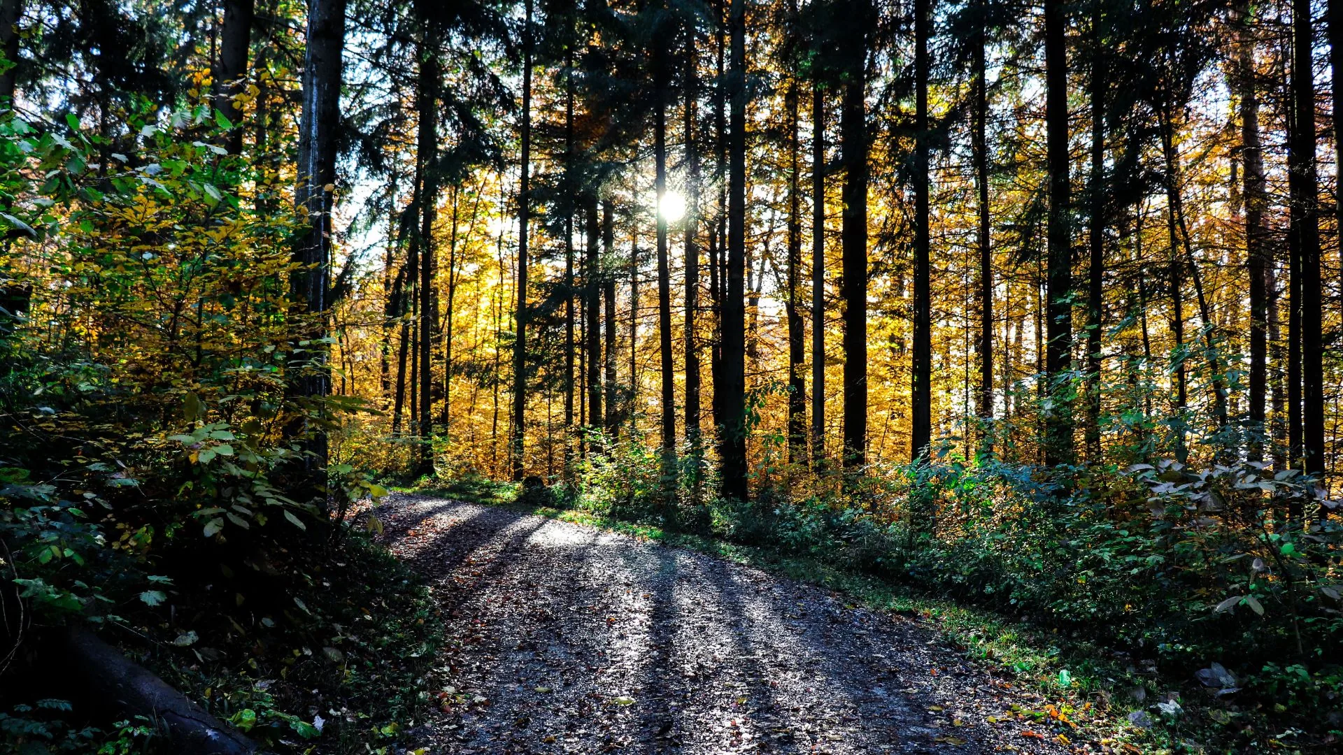 Reference photograph of a woodland path